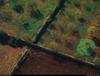 [B14 SLR: Yann Arthus-Bertrand] Almond harvesting on the island of Majorca
