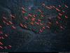 [B14 SLR: Yann Arthus-Bertrand] Flight of scarlet ibises near Pedernales