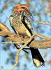 [Lotus Visions SWD] Yellow-billed Hornbill, Kalahari