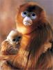 [Lotus Visions SWD] Golden Snub-nosed Monkey mother and infant, China