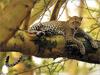 [Lotus Visions SWD] African Leopard, Lake Nakuru National Park, Kenya