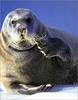 [Lotus Visions SWD] Bearded Seal, New Zealand