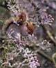 [Lotus Visions SWD] Grey Squirrel Eating Hawthorn Berries, UK