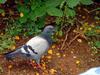 [ls Fotografia] Barcelona - Parque Guell - Pigeon