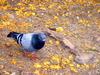 [ls Fotografia] Barcelona - Parque Guell - Pigeon