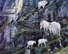 [Danielle scan] A Mountain Alphabet by Andrew Kiss - Zz - Rocky Mountain goat (Oreamnos american...