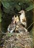 [Sharper SWD Visions] Fieldfare (Turdus pilaris)