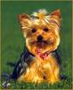 [Sharper SWD Visions] Yorkshire Terrier