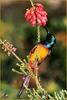 [Sharper SWD Visions] Orange-breasted Sunbird (Nectarinia violacea)