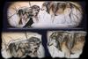 [Animal Art - Guido Leber] Gray Wolves
