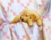 [Animal Art - Nancy Noel] Golden Puppy