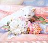 [Animal Art - Nancy Noel] Kitten
