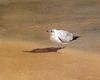 [Animal Art - Nancy Noel] The Seagull