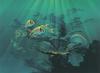 [Animal Art - John Pitre] Atlantic Reef Fish