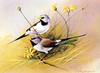 [Flowerchild scan] Eric Shepherd - 2002 Australian Birds Calendar - Long-tailed Finch