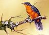 [Flowerchild scan] Eric Shepherd - 2002 Australian Birds Calendar - Chestnut-breasted Cuckoo