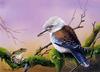 [Flowerchild scan] Eric Shepherd - 2002 Australian Birds Calendar - Blue-winged Kookaburra