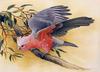 [Flowerchild scan] Eric Shepherd - 2002 Australian Birds Calendar - Galah
