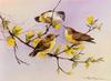 [Flowerchild scan] Eric Shepherd - 2002 Australian Birds Calendar - Thornbill