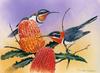 [Flowerchild scan] Eric Shepherd - 2002 Australian Birds Calendar - Western Spinebill