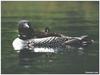 [GrayCreek MM Calendar] Common Loon and chicks