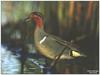 [GrayCreek MM Calendar] Green-winged Teal Duck