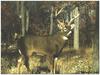 [GrayCreek MM Calendar] White-tail Deer