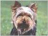 [GrayCreek MM Calendar] Yorkshire Terrier