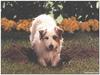 [GrayCreek MM Calendar] Jack Russell Terrier
