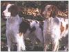 [GrayCreek MM Calendar] Britany Spaniel