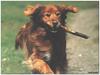 [GrayCreek MM Calendar] Irish Setter