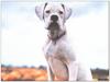 [GrayCreek MM Calendar] White Boxer