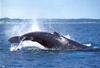 [Wrath Wildlife Calendar] Whale In Newfoundland
