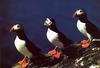 [Wrath Wildlife Calendar] Atlantic Puffins