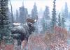 [Wrath Wildlife Calendar] Bull Moose, Kluane National Park Reserve, Yukon