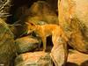 [TWON scan Nature (Animals)] Dingo