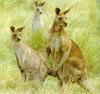 [TWON scan Nature (Animals)] Eastern Grey Kangaroo - Eastern gray kangaroo (Macropus giganteus)