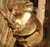 [TWON scan Nature (Animals)] Koala