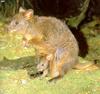 [TWON scan Nature (Animals)] Tasmanian Pademelon, Thylogale billardierii