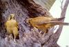 [TWON scan Nature (Animals)] Brown Falcon