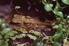 [TWON scan Nature (Animals)] Freshwater Crocodile