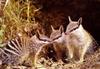 [TWON scan Nature (Animals)] Juvenile Numbat