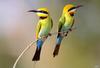 [TWON scan Nature (Animals)] Rainbow Bee-eater