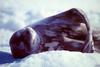 [TWON scan Nature (Animals)] Waddell Seal