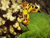 [TWON scan Nature (Animals)] Nudibranch