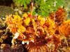 [TWON scan Nature (Animals)] Scorpionfish