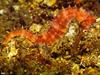[TWON scan Nature (Animals)] Seahorse