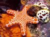 [TWON scan Nature (Animals)] Vermilion Biscuit Sea Star