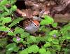 [Birds of North America] Chipping Sparrow (Male)
