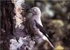 [Birds of North America] Clark's Nutcracker